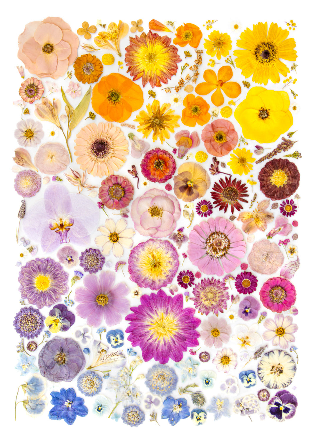 Fine Art Print - Colour In Bloom