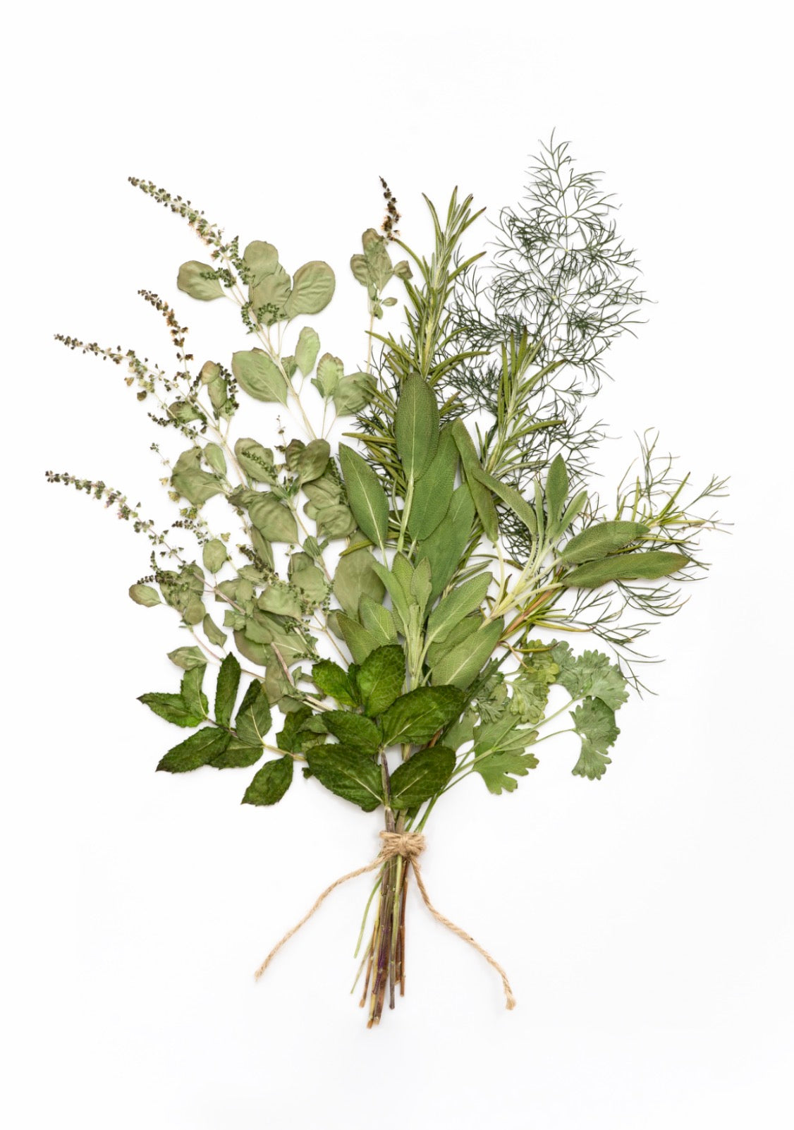 Fine Art Print - Gathered Herbs