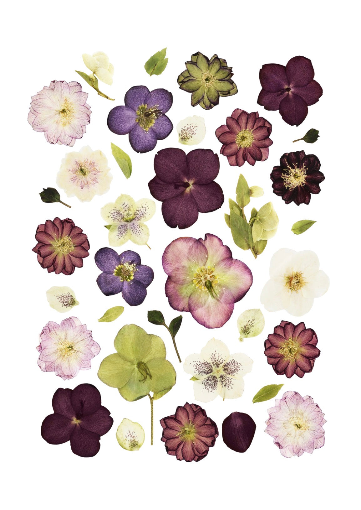 Fine Art Print - Hellebore Study