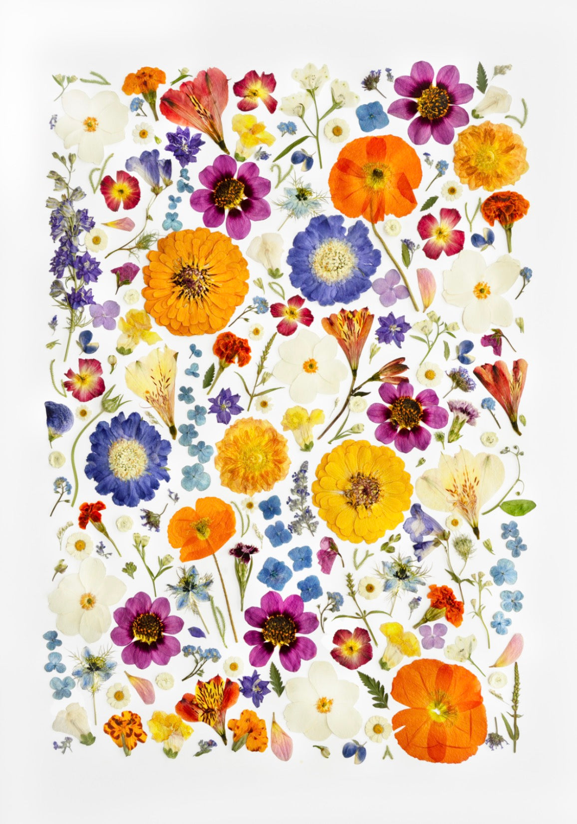 Fine Art Print - Garden Confetti